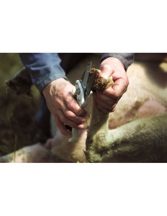 Cisaille onglons mouton