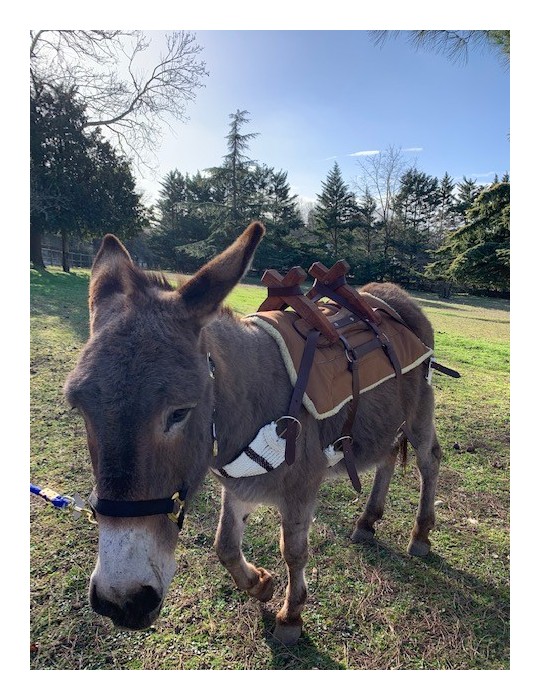 Bât pour âne, avec 4 sangles à brins. Plus ponté de fixation croupière
