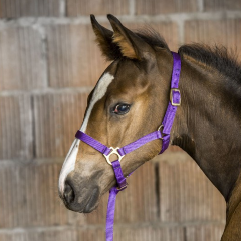 Licol pour cheval satiné doublé avec longe ronde T de T