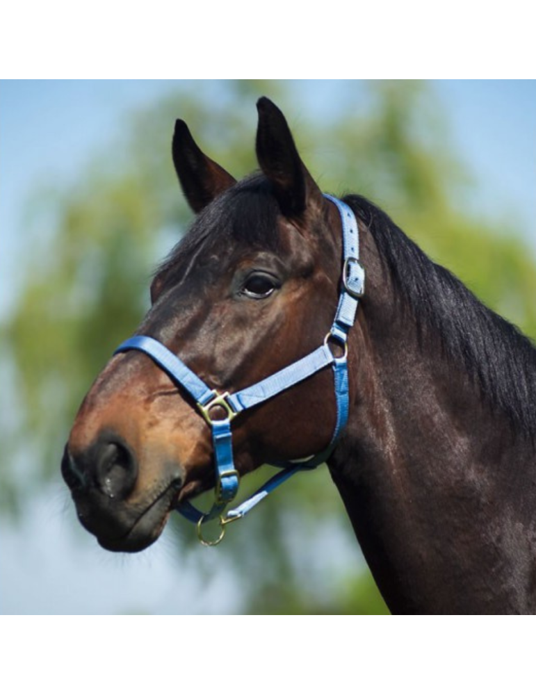 Licol nylon doublé cuir SHET