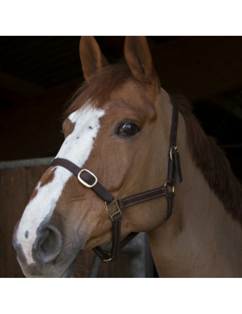 Licol poulain en cuir NORTON