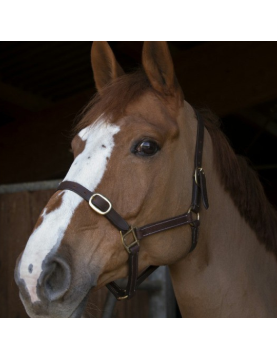 Licol poulain en cuir NORTON
