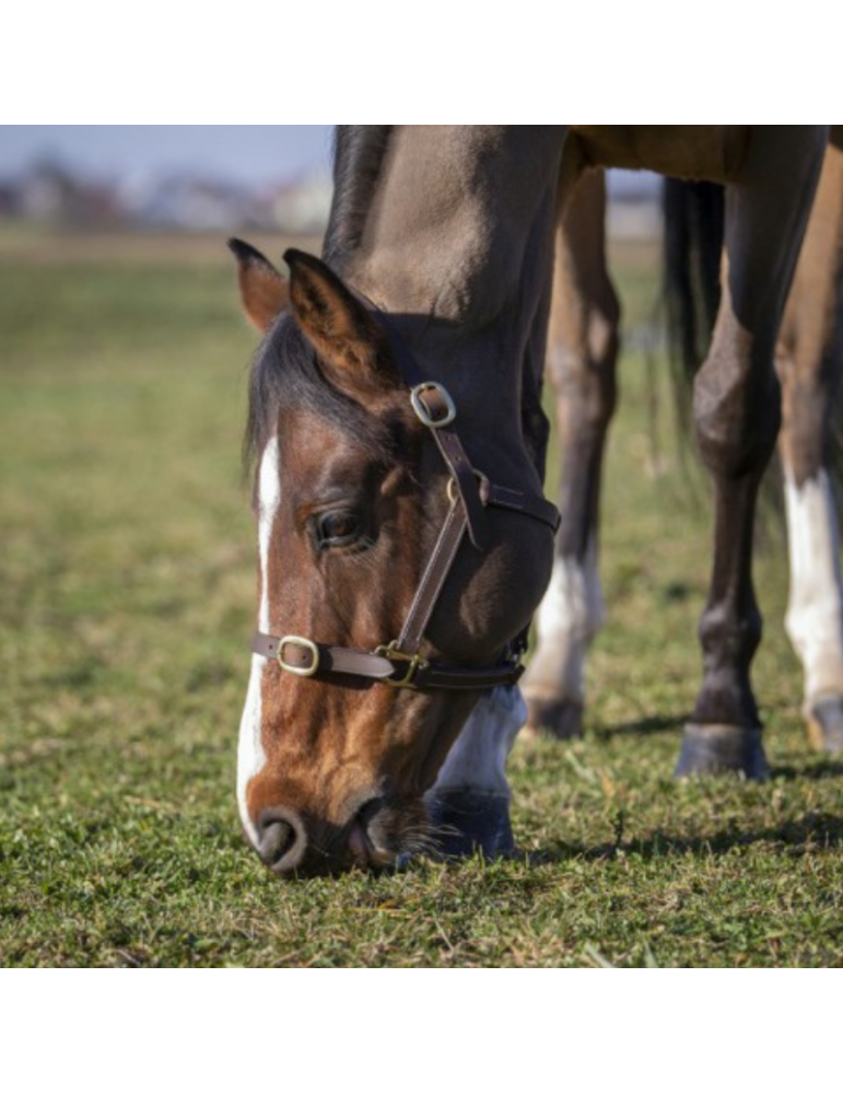 Licol poulain en cuir NORTON Licol poulain en cuir NORTON