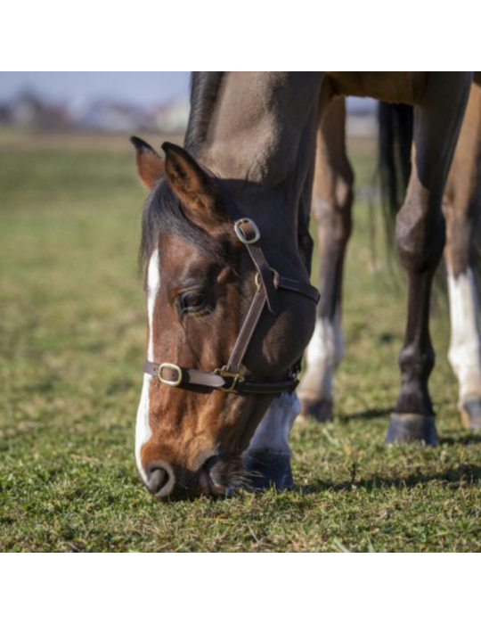 Licol poulain en cuir NORTON Licol poulain en cuir NORTON