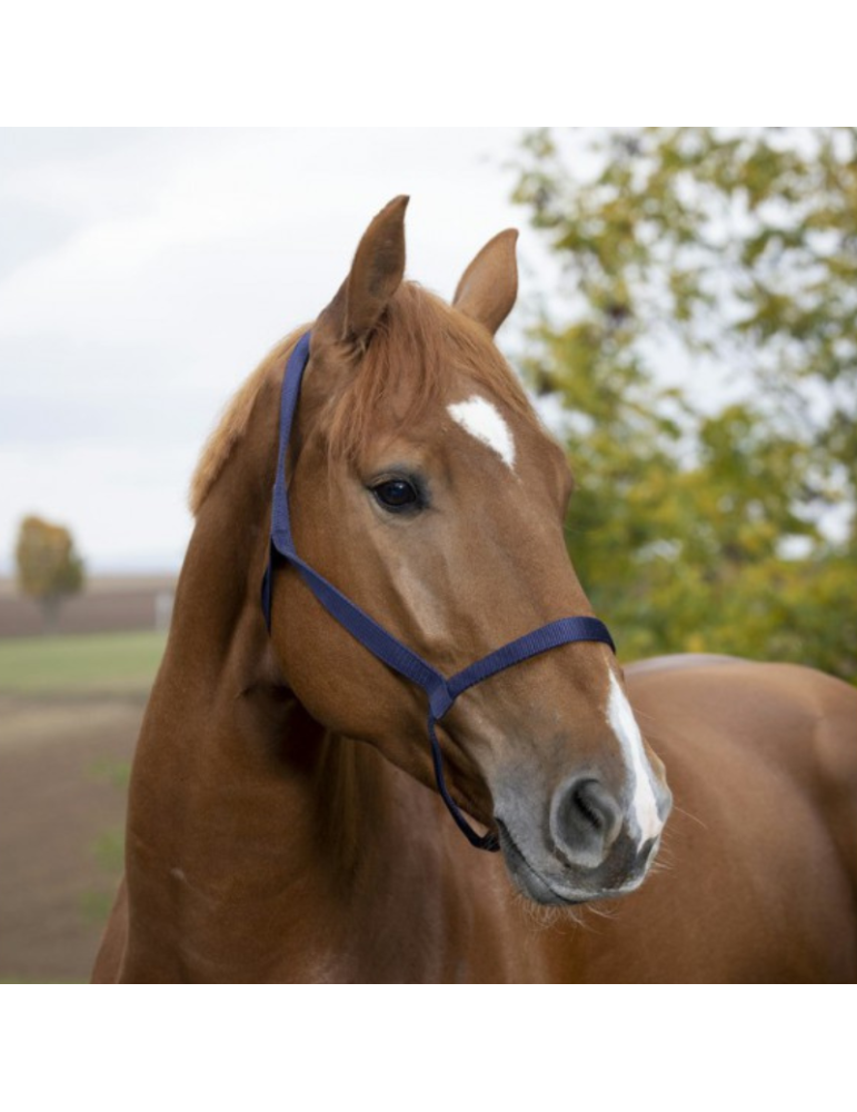Licol NORTON sans boucle