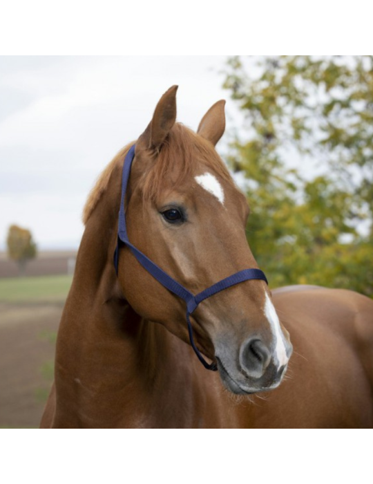 Licol NORTON sans boucle