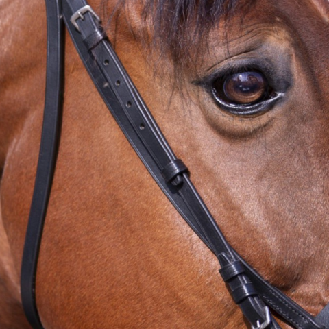 Bridon muserolle française RW 2