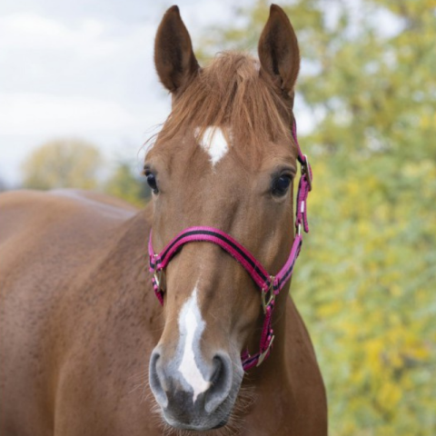 Licol nylon doublé cuir PONEY - NORTON 2