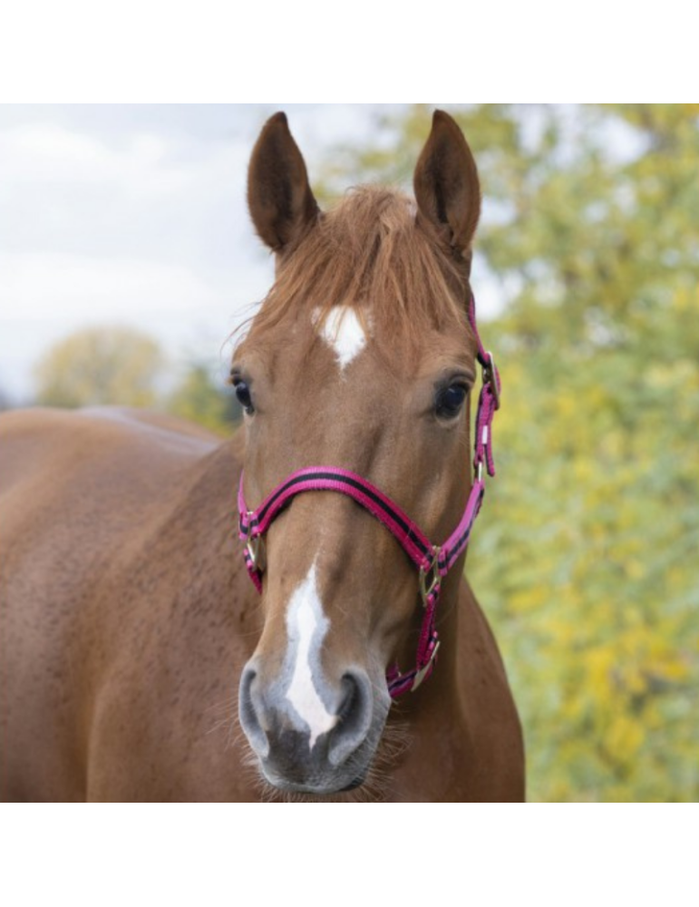Licol nylon doublé cuir PONEY - NORTON