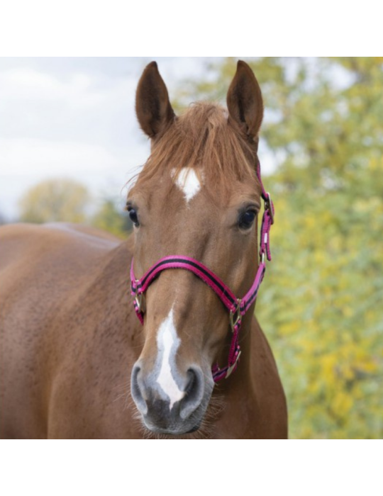 Licol nylon doublé cuir PONEY - NORTON