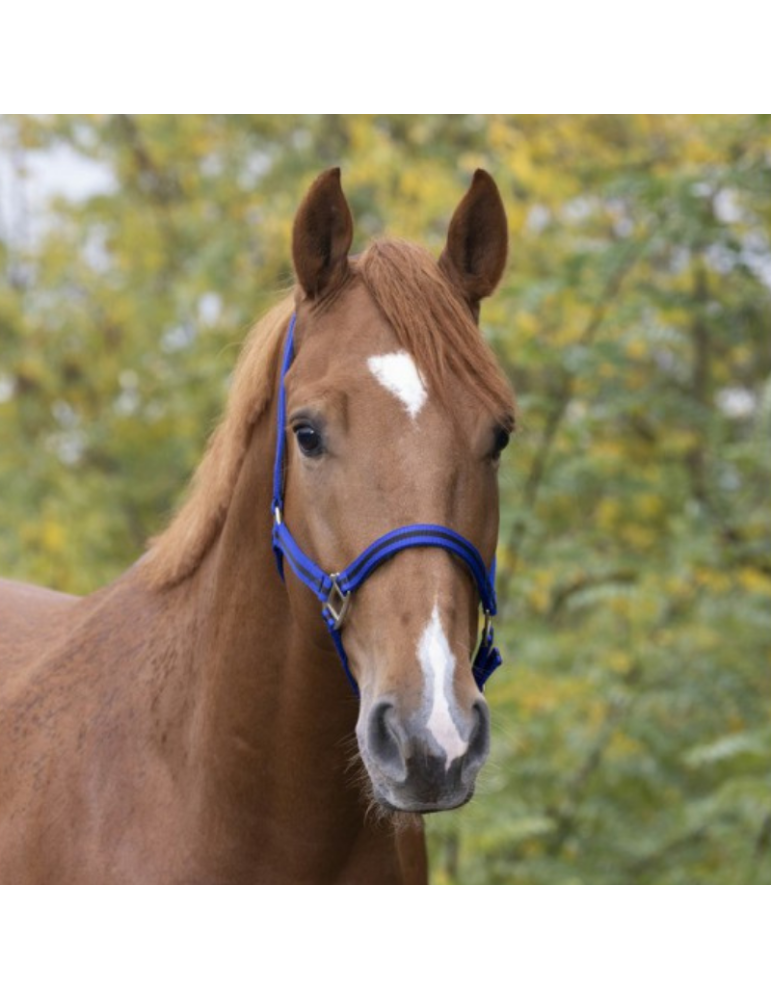 Licol nylon doublé cuir PONEY - NORTON