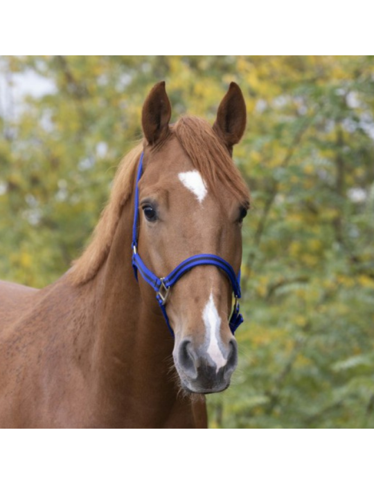 Licol nylon doublé cuir PONEY - NORTON