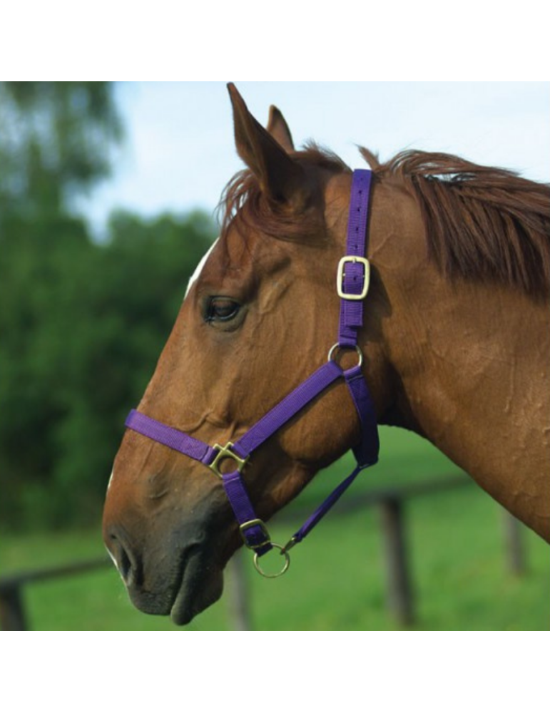 Licol nylon doublé cuir PONEY - NORTON