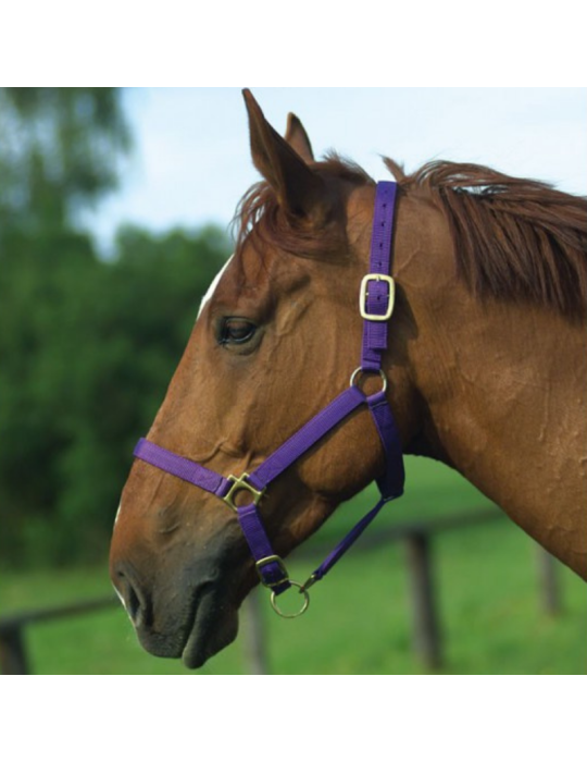 Licol nylon doublé cuir PONEY - NORTON