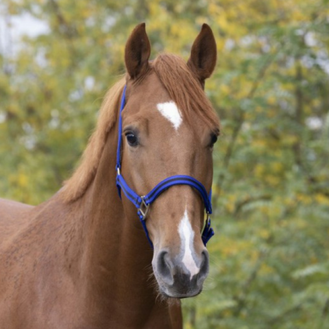 Licol nylon doublé cuir TRAIT - NORTON