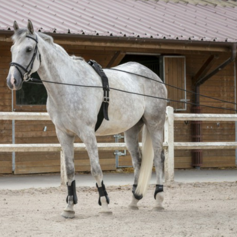 Longues rênes cuir/corde RW