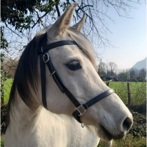 Bridon-licol de randonnée en cuir SB – Sellerie Baude 2