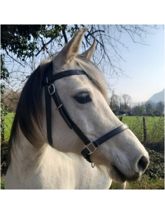 Bridon-licol de randonnée en cuir SB – Sellerie Baude