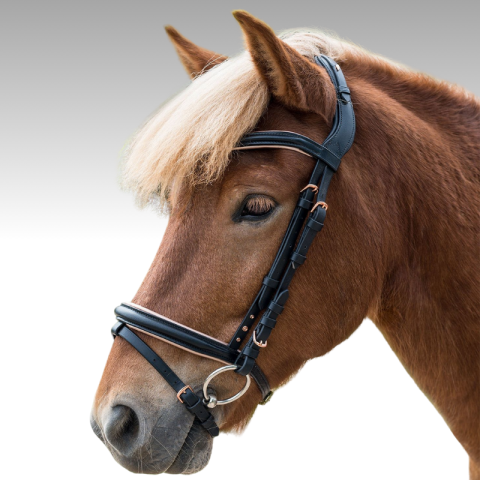 Bridon Island Waldhausen 2