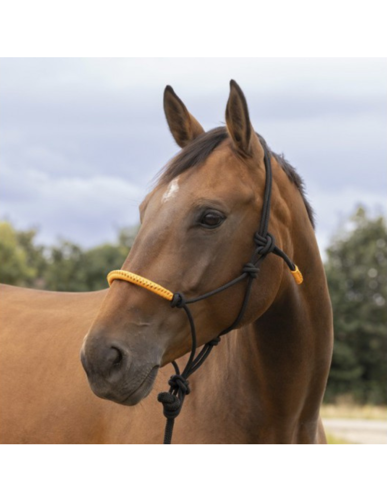 Licol éthologique+longe NORTON