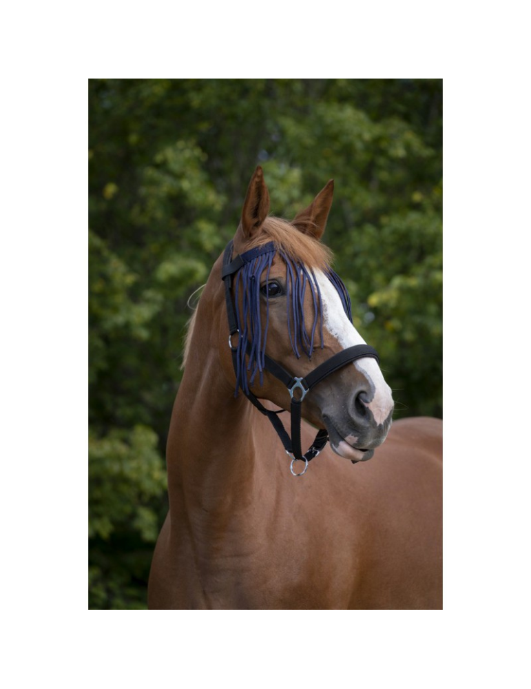 Frontal chasse-mouches Norton