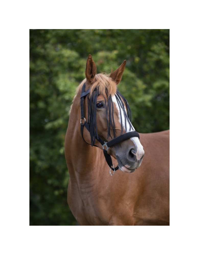 Frontal chasse-mouches Norton