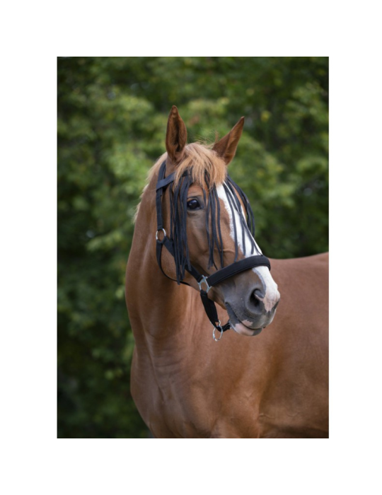 Frontal chasse-mouches Norton