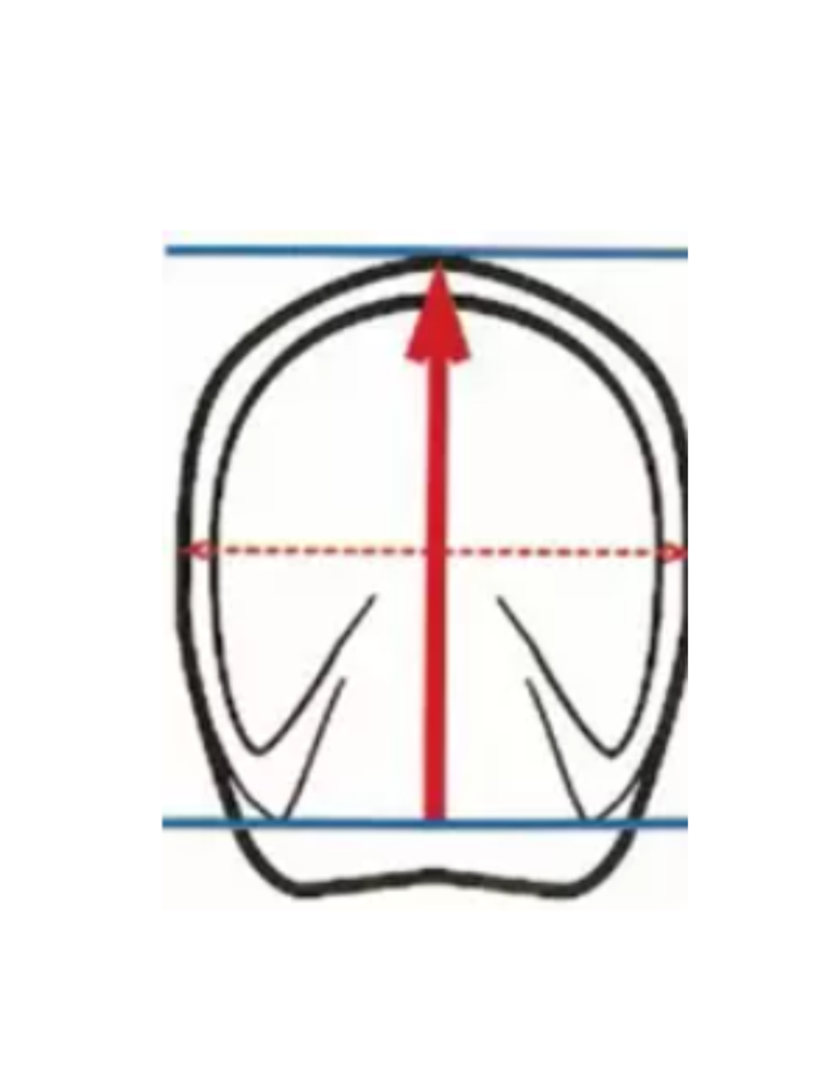 Hipposandales simple - CAVALLO