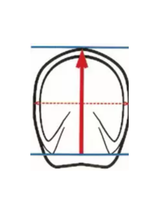 Hipposandales simple - CAVALLO