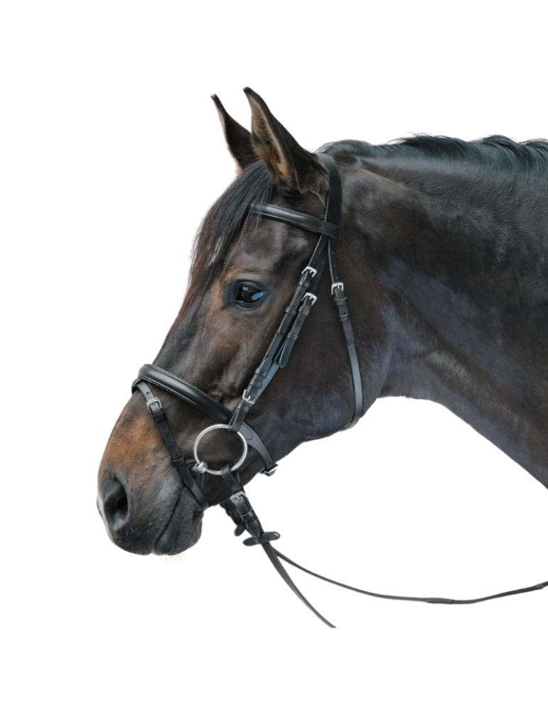 Bridon Lifestyle - STAR