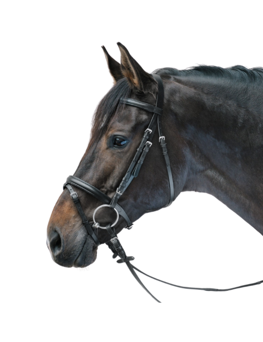 Bridon Lifestyle - STAR