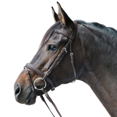 Bridon Lifestyle - STAR 2