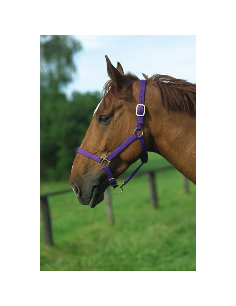 Licol nylon doublé cuir FULL