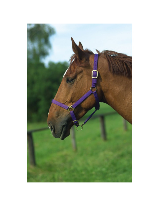 Licol nylon doublé cuir FULL