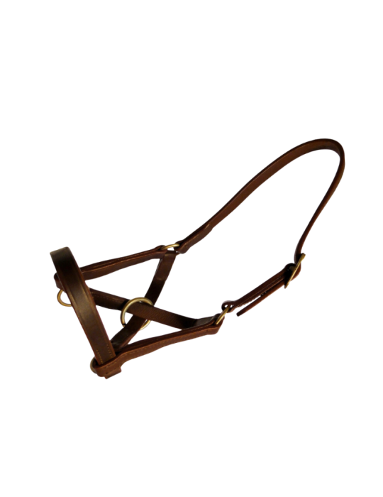 Licol en cuir spécial lama Licol en cuir spécial lama