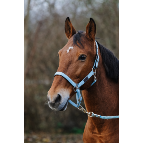 Licol nylon Spring - EQUITHEME