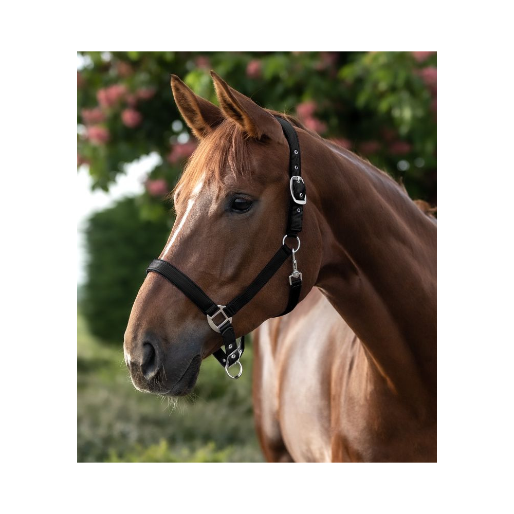 Licol Satin - WALDHAUSEN