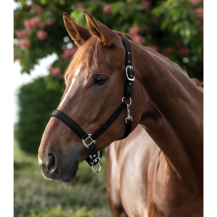 Licol Satin - WALDHAUSEN