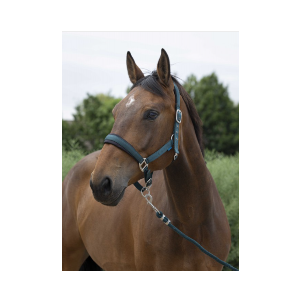 Licol + longe - Norton