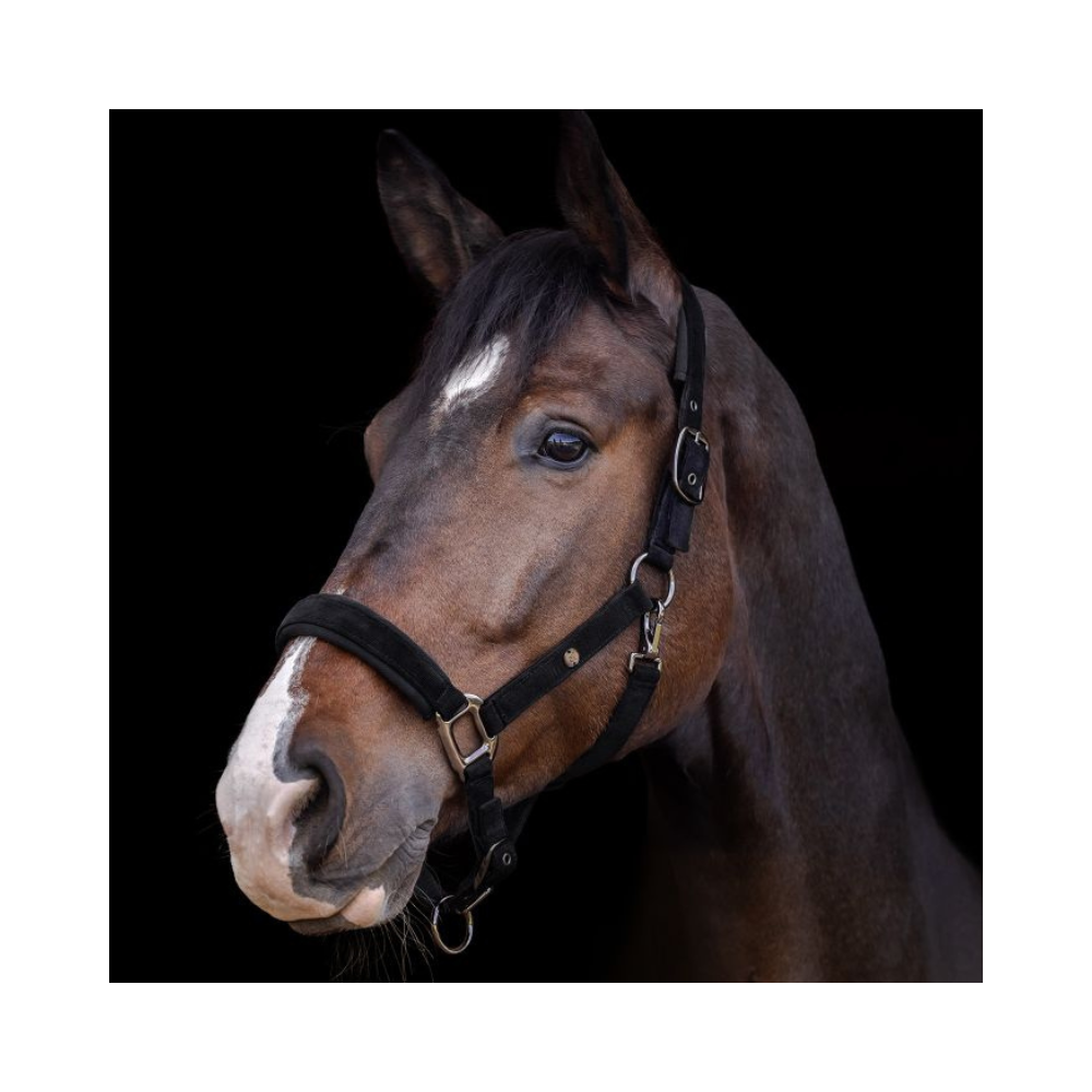 Licol St Gallen Waldhausen