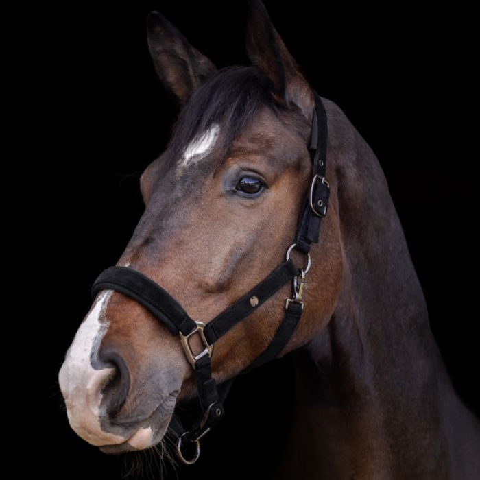 Licol St Gallen Waldhausen