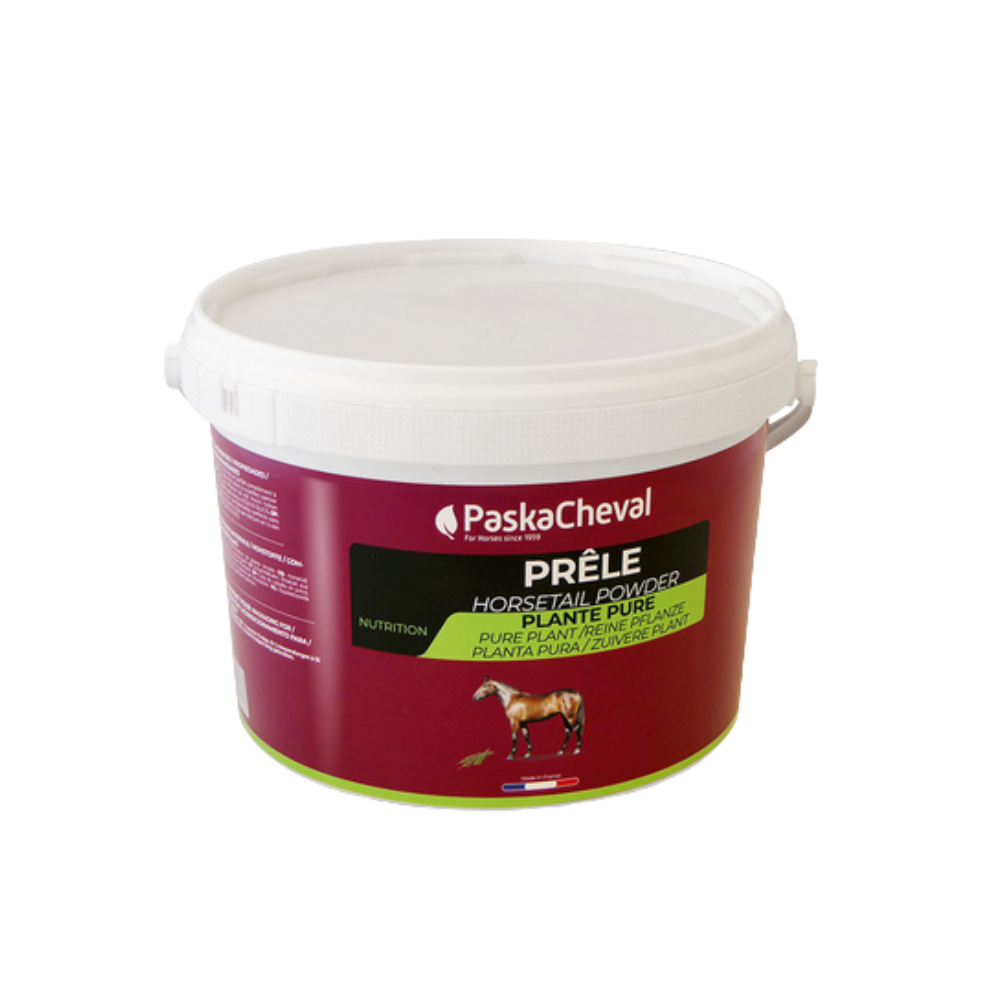 Prêle PASKACHEVAL