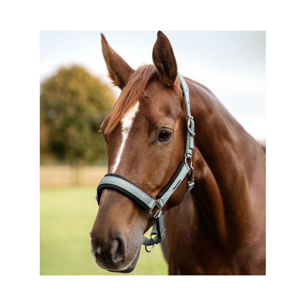 Licol Soft Touch - Waldhausen