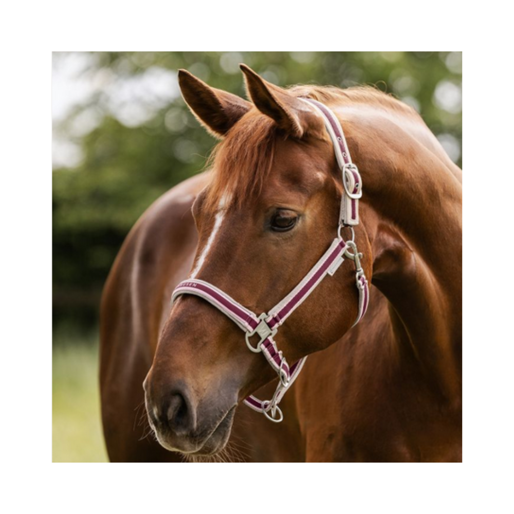 Licol Atheltic - Waldhausen