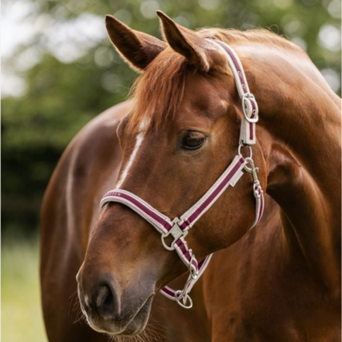 Licol Atheltic - Waldhausen