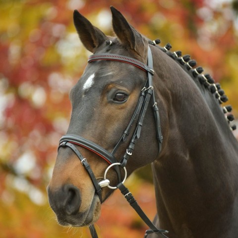 Bridon Star WALDHAUSEN
