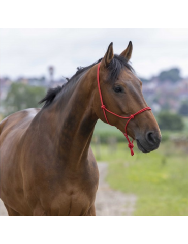 Licol éthologique fin - RIDING WORLD