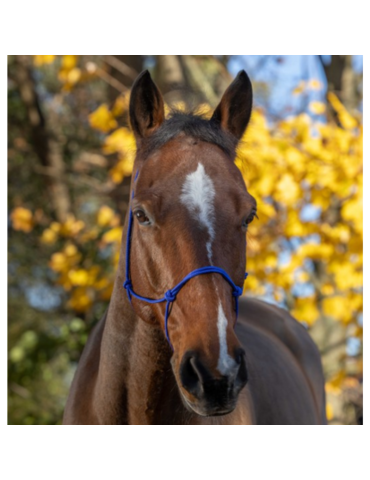 Licol éthologique fin - RIDING WORLD 2