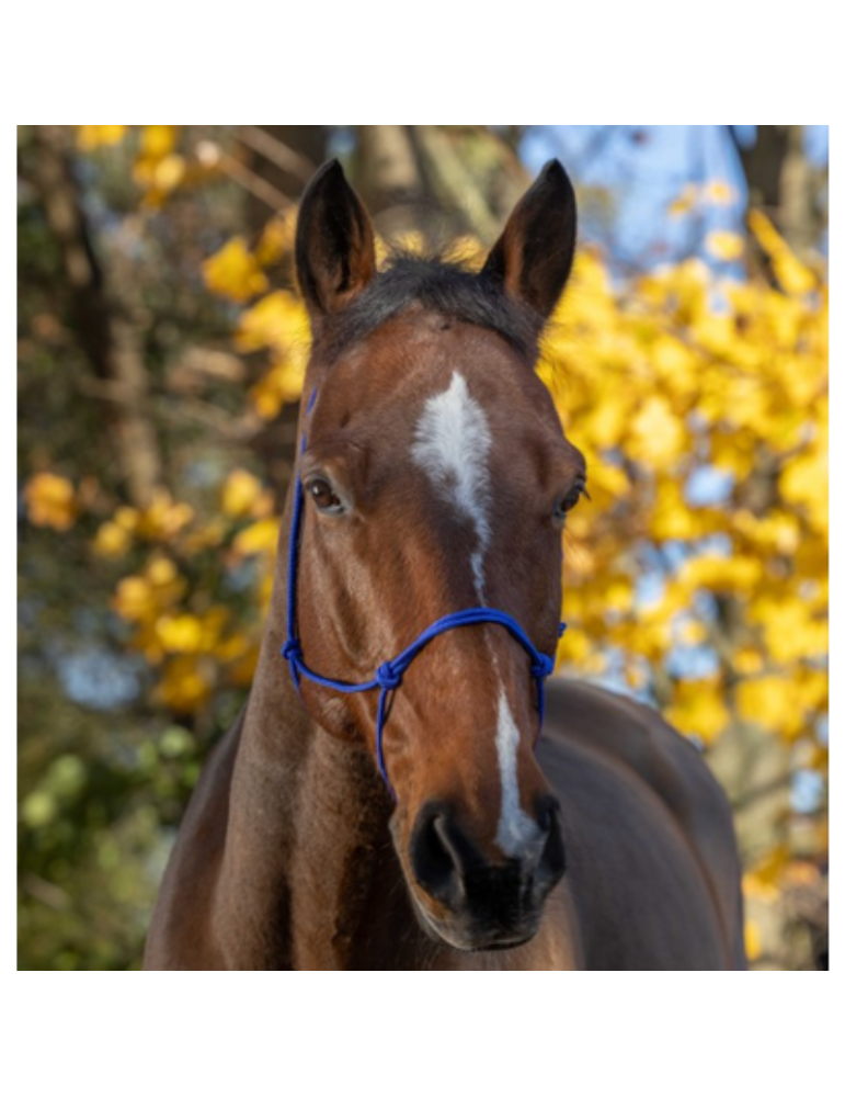 Licol éthologique fin - RIDING WORLD