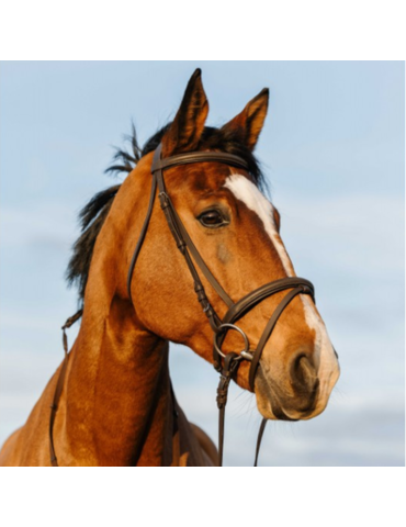 Bridon doublé muserolle combinée - RIDING WORLD